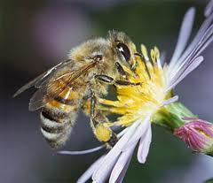 Болезни пчёл и их лечение